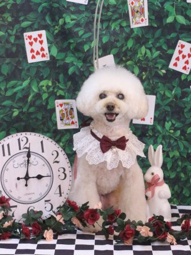 20250417ピッピちゃん